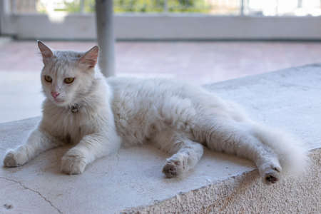 White big cat. The cat lying on the wall. Animals in Cyprus.の写真素材