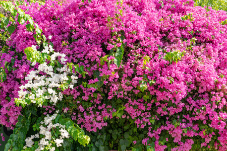 Pink and white flowers. Filling background. Wallpaper. Colorful plants in the sun.の写真素材