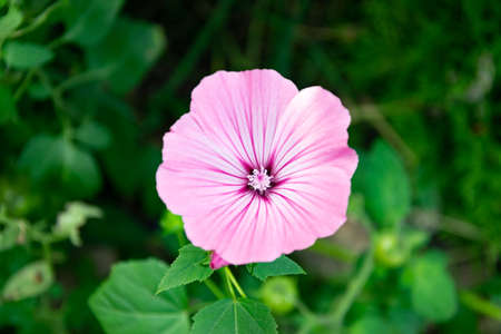Pink beautiful garden flowers. Delicate pink petals. Summer in the garden. Macro.の写真素材