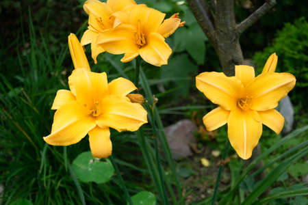 Yellow beautiful garden flowers. Pollen and stamens. Perennial plants. Summer in the garden.の写真素材