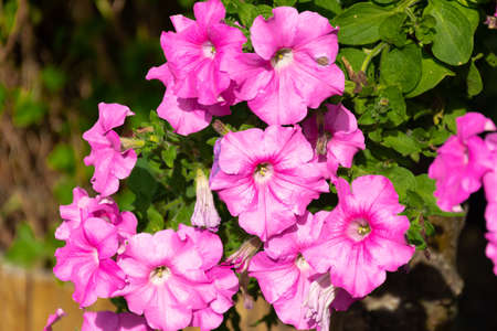 Petunia, garden flower, purple, pink surfinia. The flowers bloom and fade.の写真素材