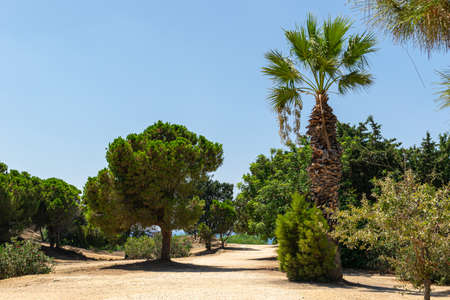 Green trees. Archaeological Park. Paphos, Cyprus. Archaeological Site of Nea Paphos. Trees lean towards each other.の写真素材
