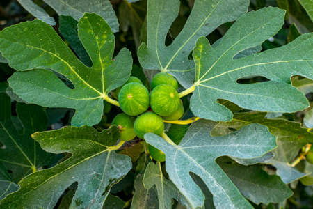 Ficus with fruit. Cyprus. Unripe green fruit on the leaves. Figs on the tree.の写真素材