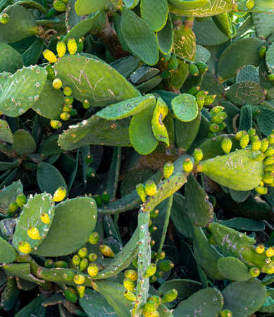 Edible Cactus, Prickly Pear, Cactus Fig, Cyprus. Mediterranean fruit with thorny shoots.の写真素材