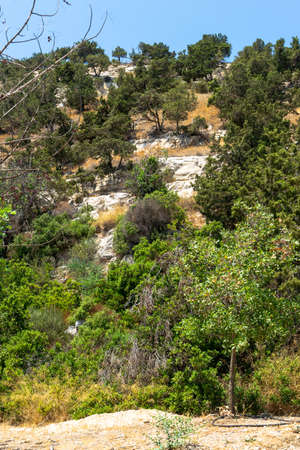 Plants and trees in the botanical garden. Baths of Aphrodite. Akamas Peninsula.の写真素材