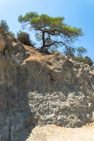 Road to the Lagoon. Trees and rocks along a sandy road. Trees on the cliff. Akamas Peninsula, Cyprus.の写真素材