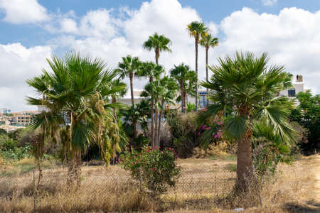 Palm trees and flowers in the city gardens. Paphos, summer in Cyprus. White houses in the background.の写真素材