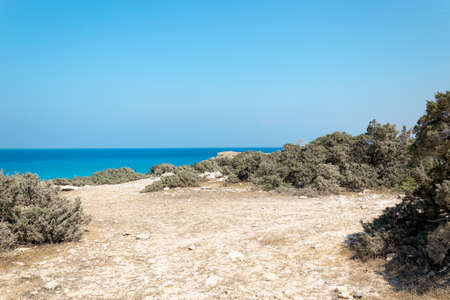 Road to Avakas Gorge. Trees covered with white sand along the sandy road. Road burnt by the sun. Akamas Peninsula, Cyprus.の写真素材