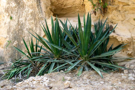 Green plants growing in rock ruins. Ancient ruins in Paphos. Summer, Cyprus.の写真素材