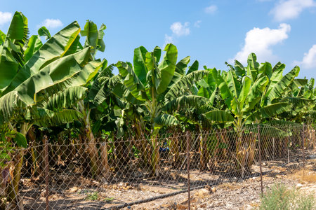 Banana trees. Banana plantation behind the net. Banana field. Akamas Peninsula, Cyprus.の写真素材