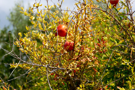 Pomegranates ripening on trees. Spiky branches and greenish-yellow leaves. Fruits in their shell. Cyprus.の写真素材