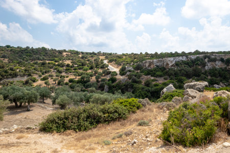 Road to Avakas Gorge. Palm trees and low trees by the sandy road. Akamas Peninsula, Cyprus.の写真素材