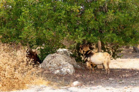 Goats under a tree by the rock. Beige goat. Shelter from the heat. The road to the gorge. Akamas Peninsula, Cyprus.の写真素材