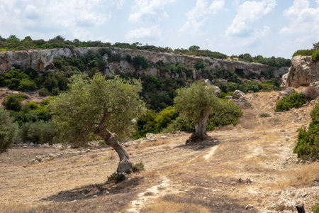 Road to Avakas Gorge. Palm trees and low trees by the sandy road. Akamas Peninsula, Cyprus.の写真素材