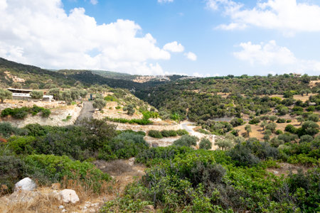 Road to Avakas Gorge. Palm trees and low trees by the sandy road. Akamas Peninsula, Cyprus.の写真素材