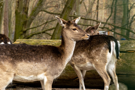 Deer in the woods.の写真素材