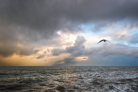 Seagull on the beach. The sea at sunset. Gdynia, Poland.の写真素材