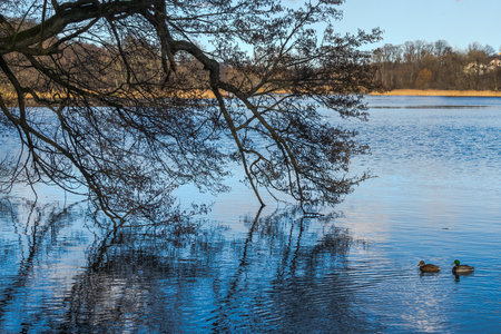 Landscape of lake in the early spring with trees and ducks. Landscape. Lake Klasztorne MaÅe, view of the island. Trees in the distance. Kartuzy, Poland.の写真素材