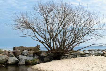 A bare tree on the seashore among the stones. Bay of the Baltic Sea. Gdynia, Poland.の写真素材