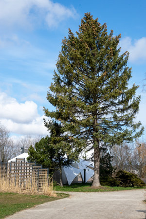 An amphitheater in Gdynia park. Tall tree against the background of blue clouds.の写真素材