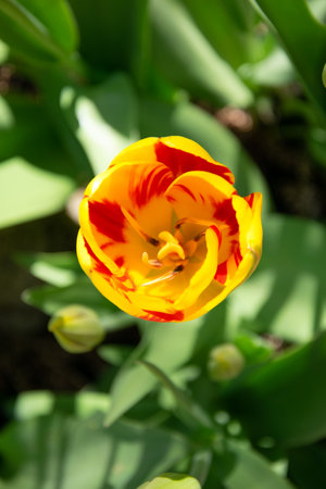 Yellow and red tulip in the garden. spring flowers. nature background.の写真素材