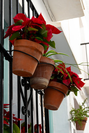 Poinsettia on the streets of Malaga, Spain. The Poinsettia is a popular Christmas decoration.の写真素材