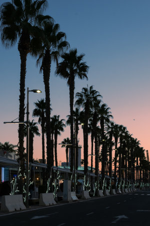 Palm trees along the promenade at sunset in Malaga, Spainの写真素材