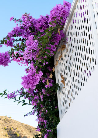 Beautiful purple bougainvillea flowers on a white wall. Andalusia, Spain.の写真素材