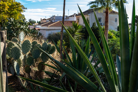 Cacti and palm trees growing in the garden of the house. White houses in towns by the road.の写真素材