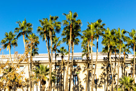 Tall palm trees in a row against the background of a building on a sunny day in Malaga, Spainの写真素材
