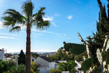 Palm trees and cacti. View of the city of Benalmadena from the hill, Andalusia, Spain.の写真素材