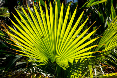 Palm leaves in the garden on a sunny day. Botanical garden, Malaga, Andalusia.の写真素材