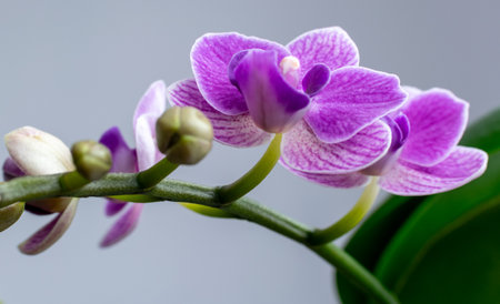 Beautiful purple orchid on a gray background. Close-up.の写真素材