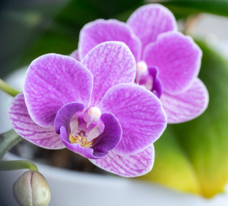 Beautiful purple orchid flower in pot. Close-up.の写真素材