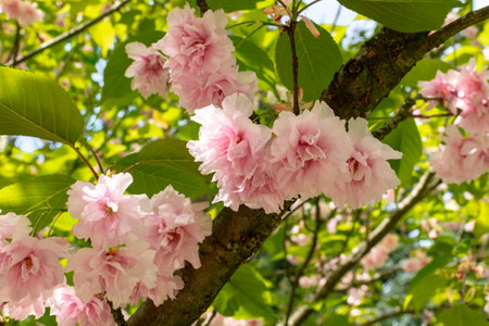 cherry blossom in spring, closeup of beautiful pink flowersの写真素材
