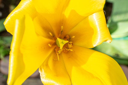 Yellow tulip flower blooming in the garden, close up.の写真素材