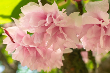 Cherry blossom in spring, close-up of beautiful pink flowers.の写真素材