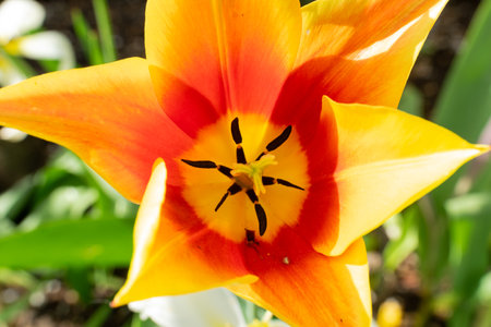 Colorful tulip flowers bloom in the spring garden. Natural floral background.の写真素材