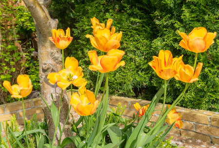 Beautiful yellow tulips in the garden. Spring flowers in the garden.の写真素材
