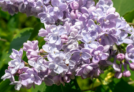 Purple lilac flowers on a branch in the spring garden.の写真素材
