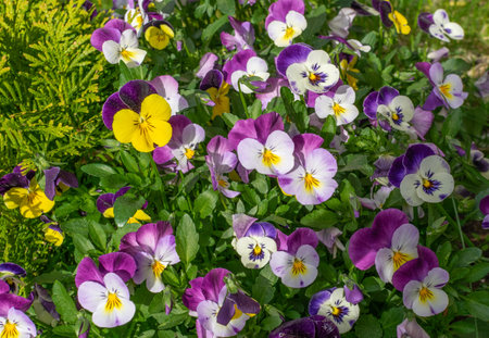 Tricolor flower, pansy, purple and white flower. Colorful flowers in the garden.の写真素材