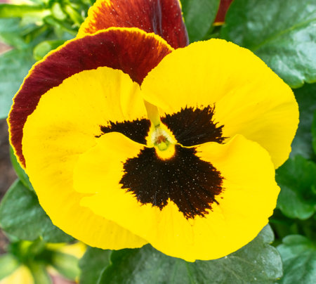 Close up of yellow and red pansy flower in the garden.の写真素材