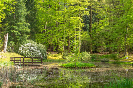 Wooden bench in a park with a lake and trees in the backgroundの写真素材