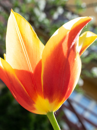 Tulip flower closeup. Spring flowers in the garden.の写真素材