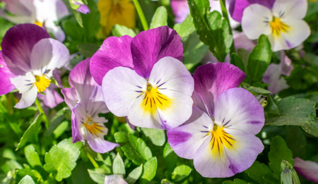 Tricolor flower, pansy, purple and white flower. Colorful flowers in the garden.の写真素材