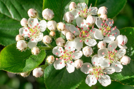 Red blooming chokeberry, white flowers. A beautiful bush in the Wirty Arboretum parkの写真素材