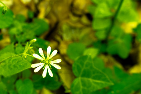 White flower with green leaf background(Scientific name Stellaria holostea)