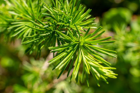 Larch, close-up of a coniferous tree branch in spring.の写真素材