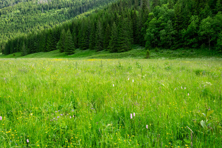 MaÅa ÅÄka Valley, Zakopane. Green meadow with wildflowers and a pine forest in the background.の写真素材