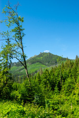 Beautiful mountain landscape with green forest and blue sky in summer. Tatra Mountains, Poland.の写真素材